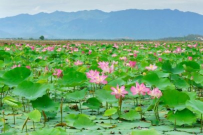Mua rượu dừa tại Đồng Tháp